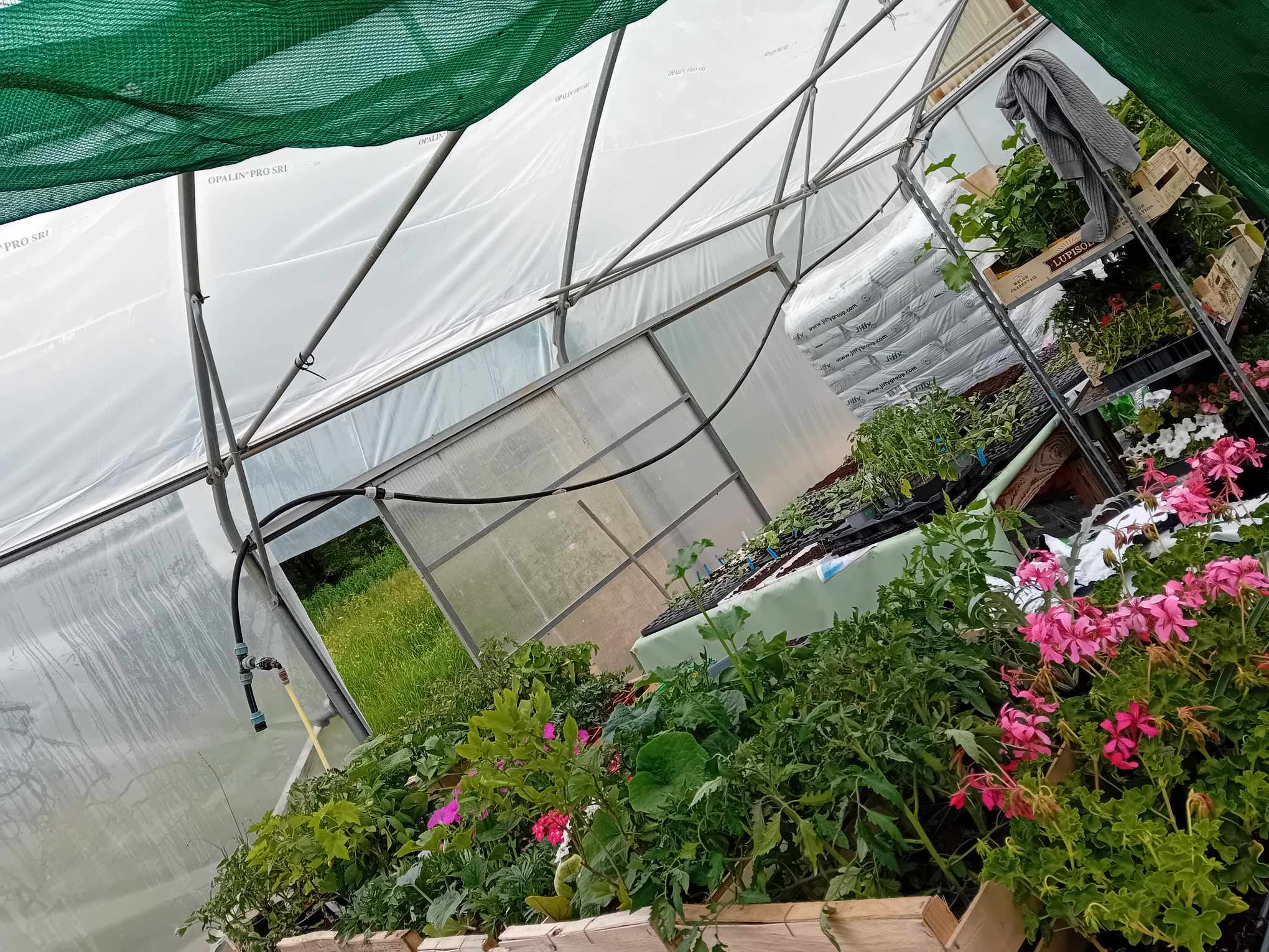 Les plantes et fleurs dans la serre Intérieur d'une serre avec diverses plantes et fleurs, offrant un espace naturel et apaisant.